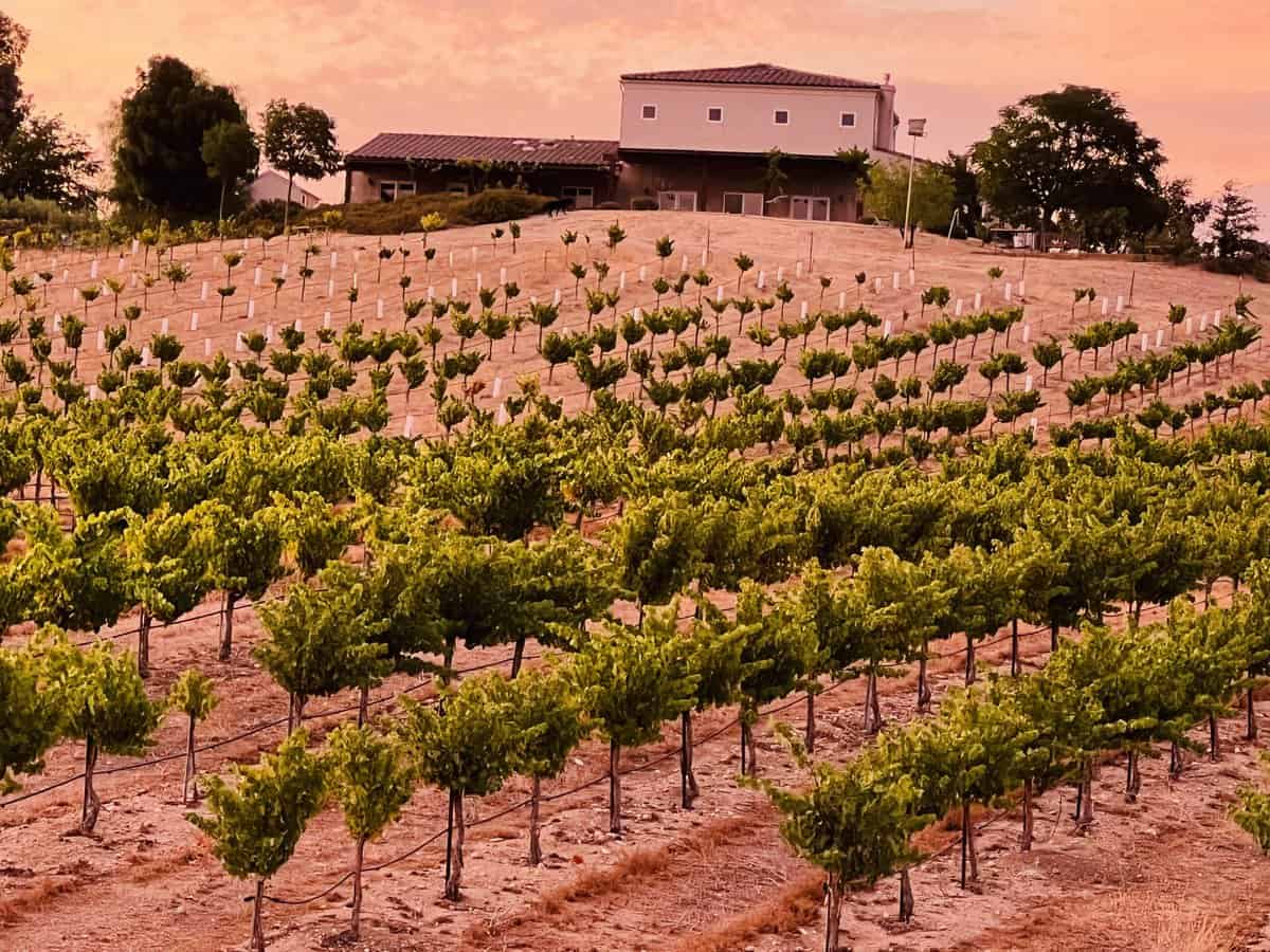 Paso Robles vineyards