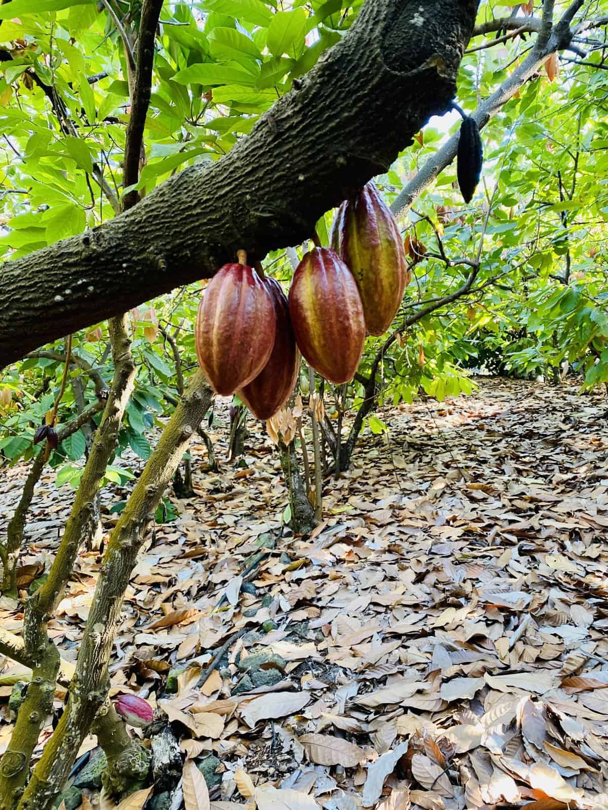 Cacao pods farm tour Big Island