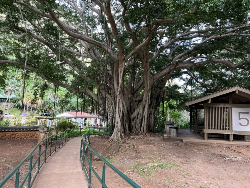 Walking trail and a large banyan tree at Kepaniwai Park
