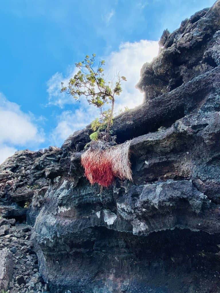 Ohia tree on Kilauea Iki Trail