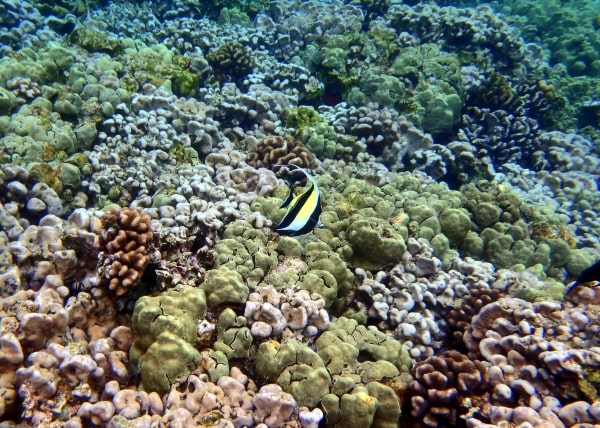 Colorful coral reef in Kona and a yellow and black fish