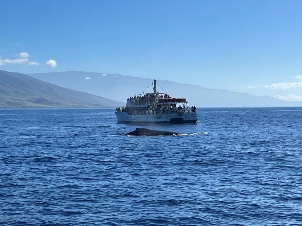 Large boat whale watching tours from Lahaina