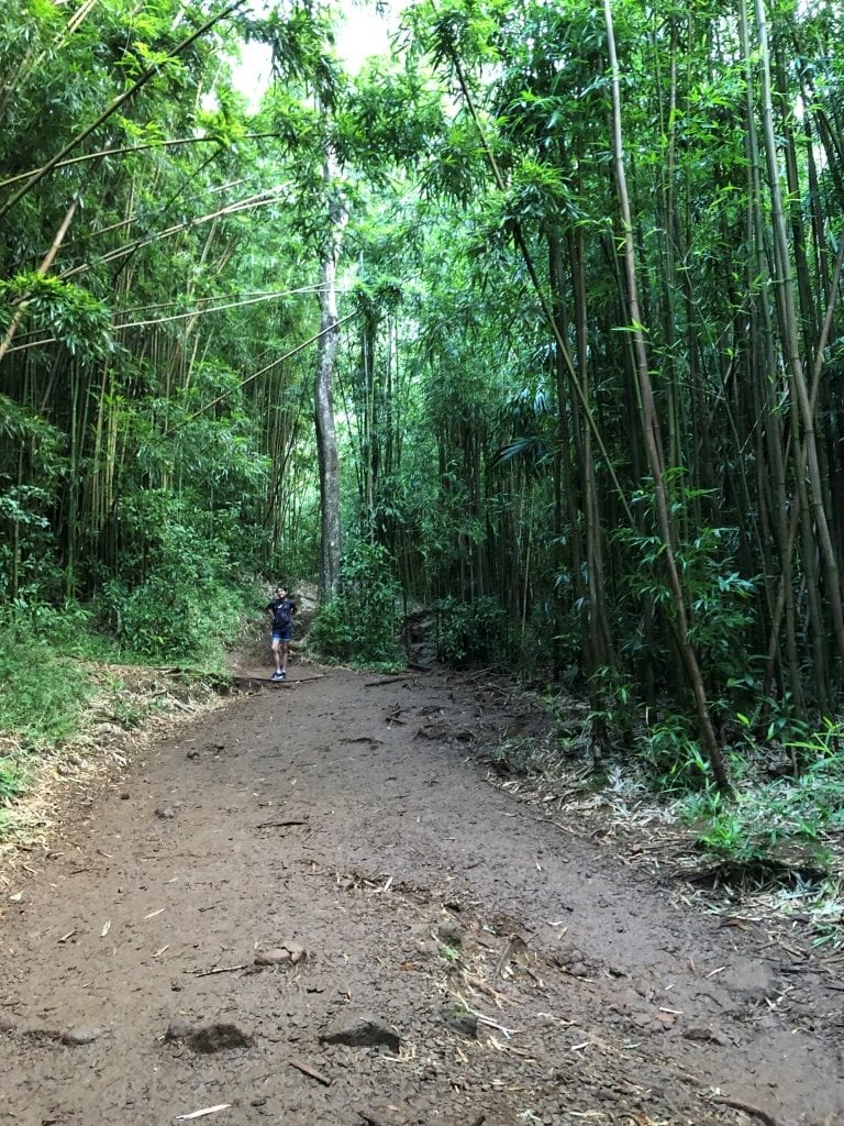 Manoa Falls hike path through a bamboo forest 
