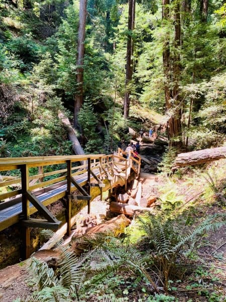 Bridge on a hiking trail in Muir Woods