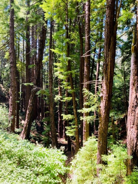 Redwood Trees in Muir Woods