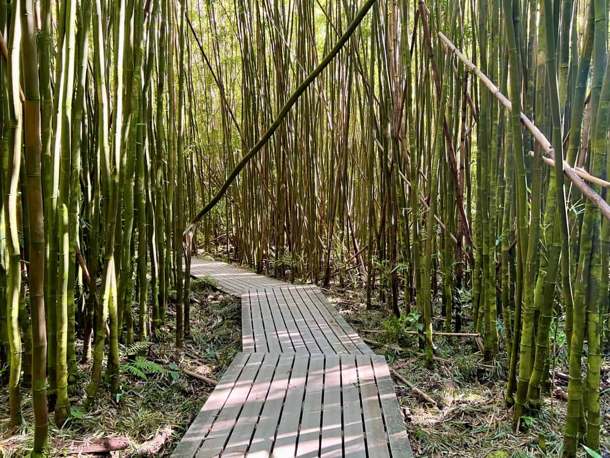 Pipiwai Trail Hike to Bamboo Forest and Waimoku Falls