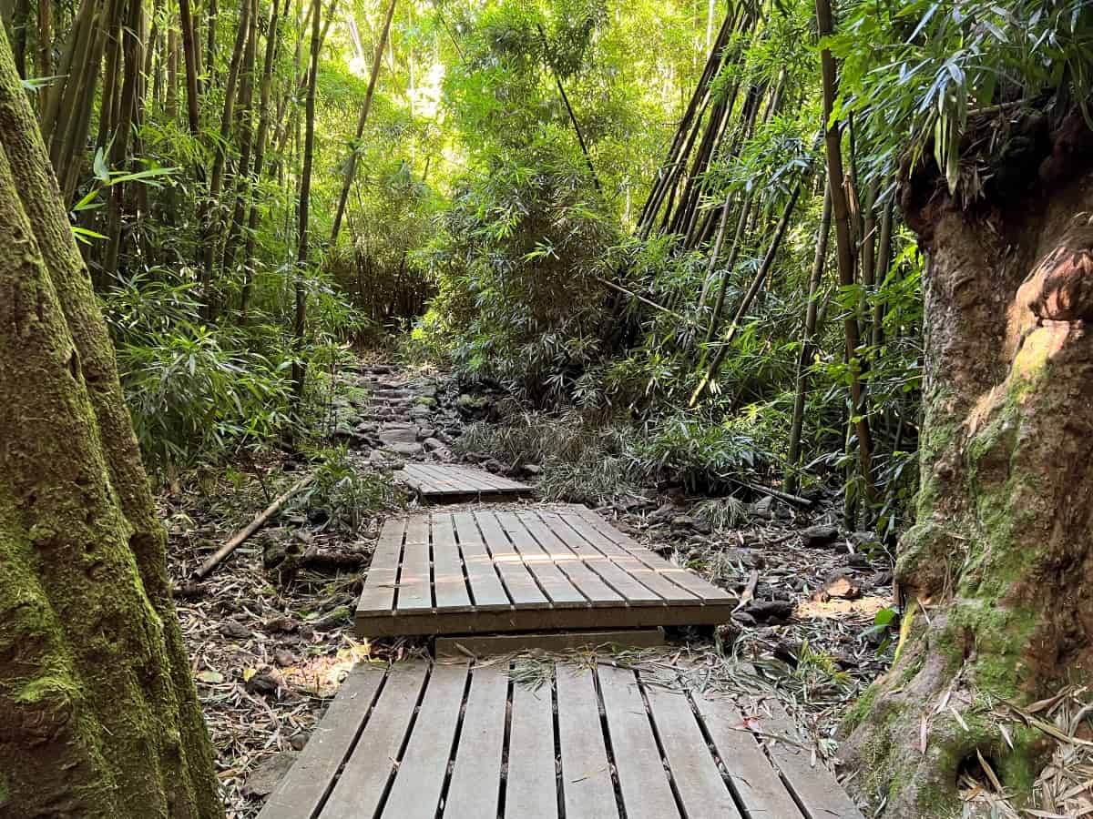 Boardwalk in bamboo forest on Pipiwai trail 