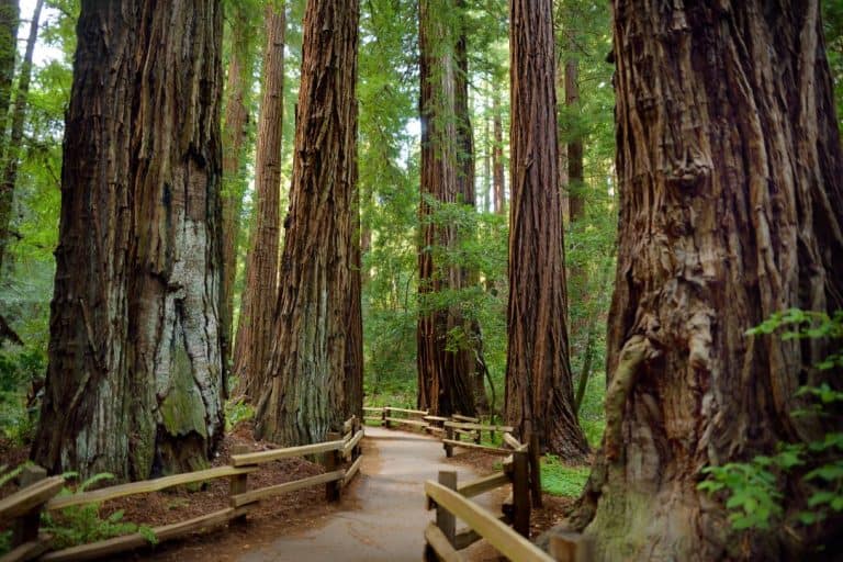 San Francisco to Muir Woods: Ways to get there and what to do in 2023