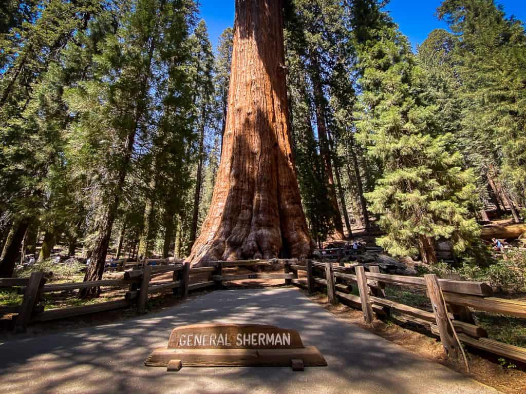 General Sherman tree in Sequoia National Park