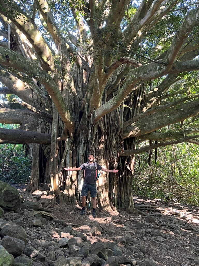 A man standing in front of a huge banyan tree
