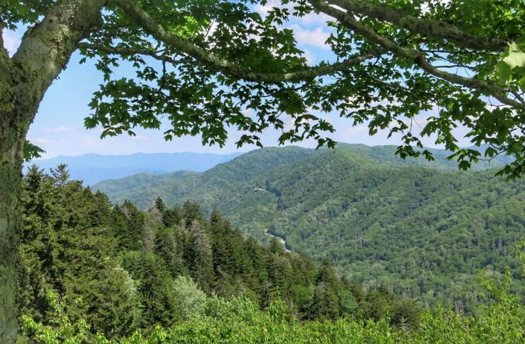 best scenic drives in smoky mountains newfound gap road