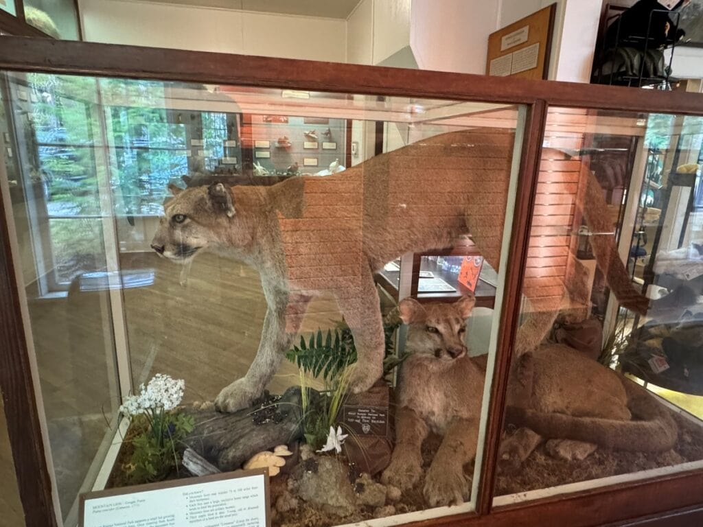 Mountain Lion display at Longmire Museum