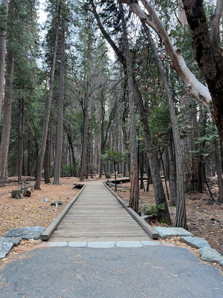 Boardwalk trail surrounded by tall trees