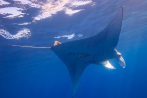 Seeing Manta Rays underwater is one of the best Kona Snorkel Tours