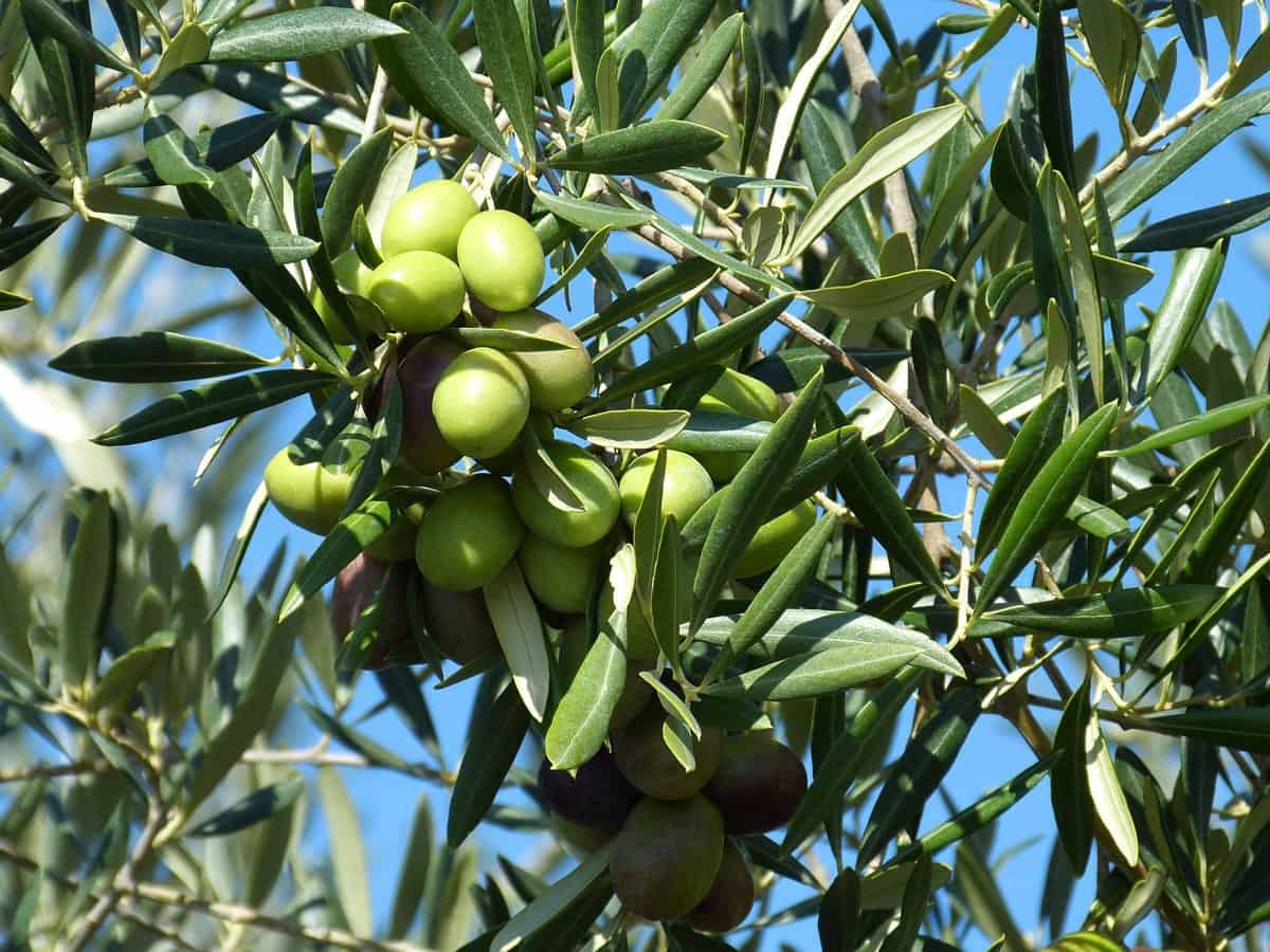 Olive farm in Paso Robles