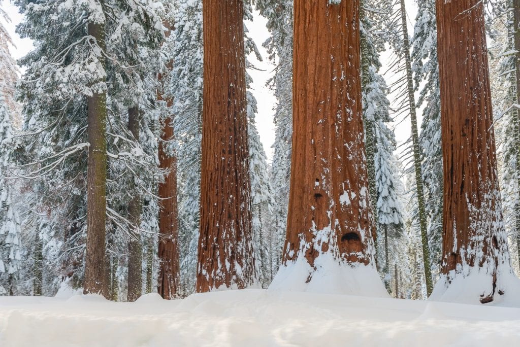 Giant Sequoia trees in winter covered with snow