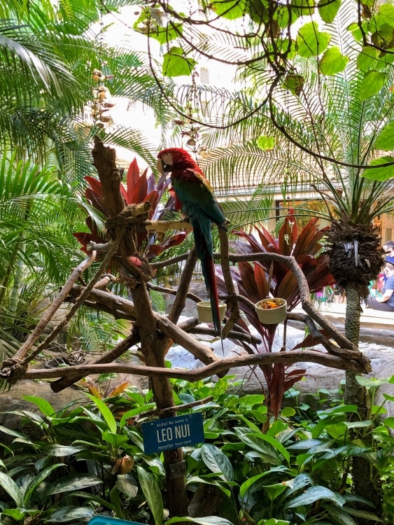 red tropical bird in a rainforest setting