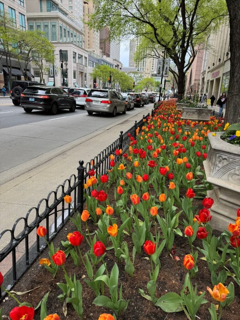 Colorful tulips on Michigan Ave