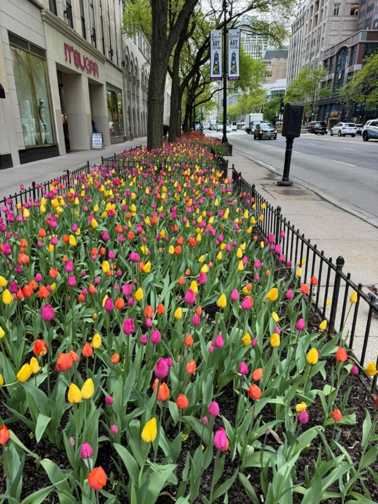 Colorful tulips on Michigan Ave