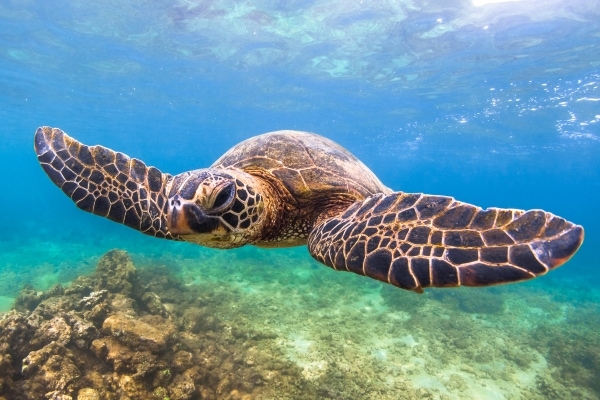 Hawaiian turtle swimming underwater seen during snorkeling tour in Oahu