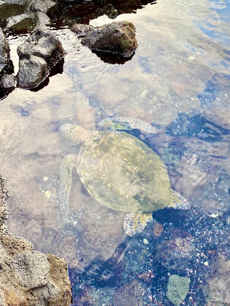 Hawaiian turtle seen in shallow rocky water